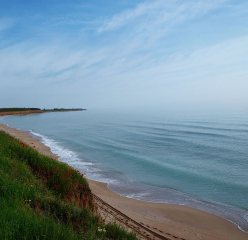 WHITE DUCK - BEACH