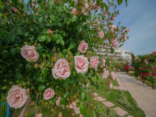 SANDY BEACH - ROSARIUM